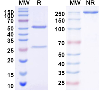 HeV/NiV Glycoprotein G Human Monoclonal Antibody