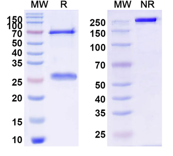 HeV/NiV Glycoprotein G Human Monoclonal Antibody