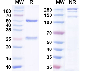 CD3E Human Monoclonal Antibody