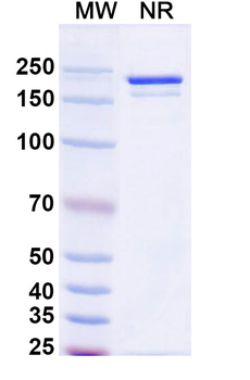 CD115/CSF1R Human Monoclonal Antibody