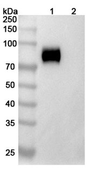 CD115/CSF1R Human Monoclonal Antibody