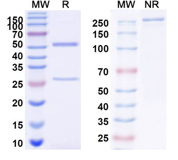 UNC5B Mouse Monoclonal Antibody