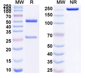 ERBB3/HER3 Mouse Monoclonal Antibody