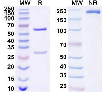FGF21 Mouse Monoclonal Antibody