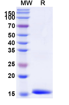 Alternaria species Tenuazonic acid Camelus Recombinant Antibody