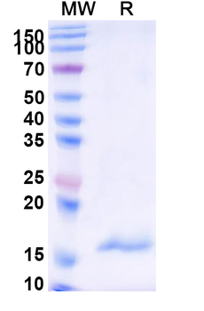 Sahara scorpion AaH II/Neurotoxin II Camelus Monoclonal Antibody