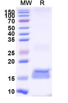 Sahara scorpion AaH II/Neurotoxin II Camelus Monoclonal Antibody