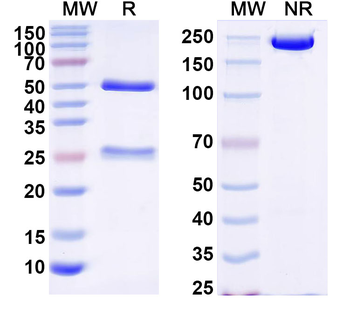 Optineurin Mouse Monoclonal Antibody