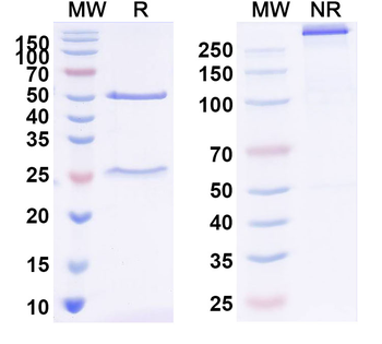 NBC/SLC4A4 Mouse Monoclonal Antibody
