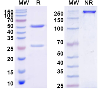 NBC/SLC4A4 Mouse Monoclonal Antibody