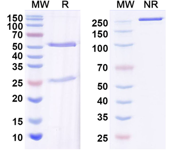 Alpha-synuclein Mouse Monoclonal Antibody