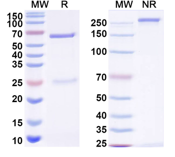 Gamma-protocadherin-A3 Mouse Monoclonal Antibody
