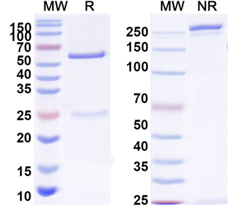 Gamma-protocadherin-A3 Mouse Monoclonal Antibody