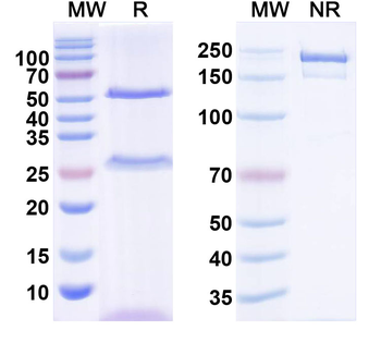Shank2 Mouse Monoclonal Antibody