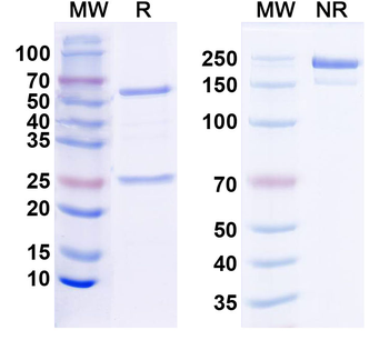 Bassoon Mouse Monoclonal Antibody