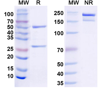 GABA(A)R, Theta Mouse Monoclonal Antibody