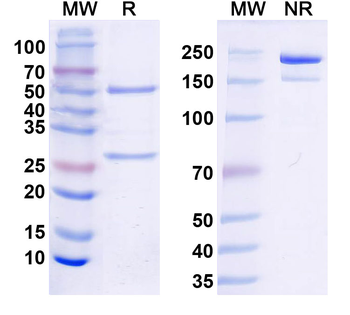 Kv9.2 K+ channel Mouse Monoclonal Antibody