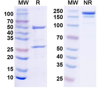 Kv9.2 K+ channel Mouse Monoclonal Antibody