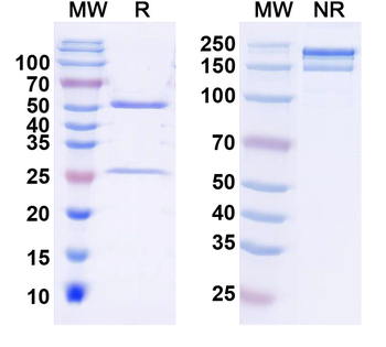 Kv4.3 K+ channel Mouse Monoclonal Antibody