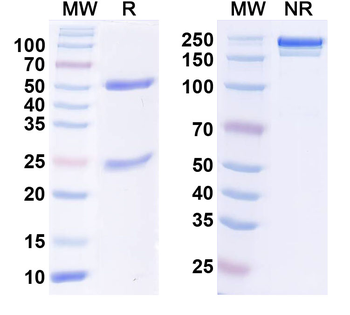 DNMT3L Mouse Monoclonal Antibody
