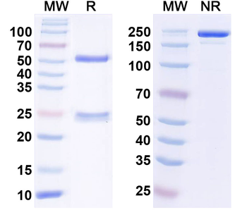 Kv6.1 K+ channel Mouse Monoclonal Antibody