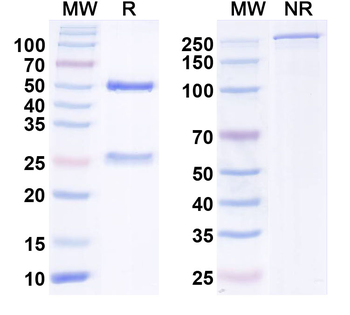 CASPR2 Mouse Monoclonal Antibody
