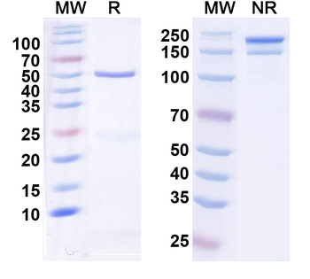 VGlut2 Mouse Monoclonal Antibody