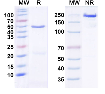 VGlut1 Mouse Monoclonal Antibody