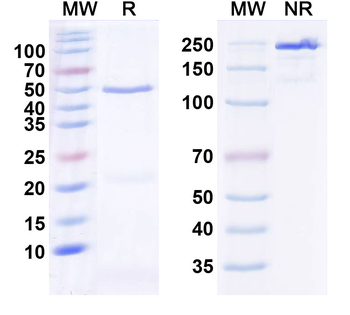 HCN3 Mouse Monoclonal Antibody
