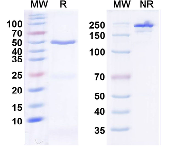 HCN3 Mouse Monoclonal Antibody