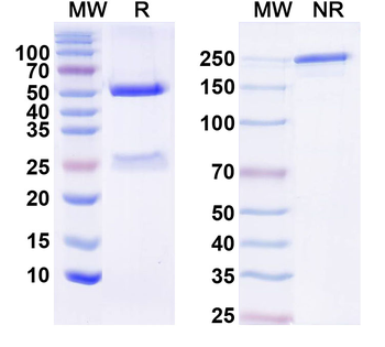 SAPAP2 Mouse Monoclonal Antibody