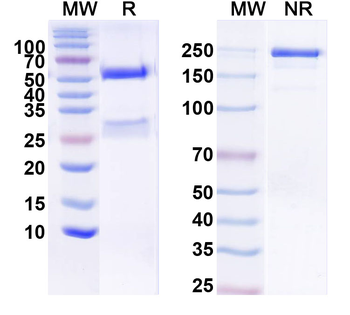 Kv4.2 K+ channel Mouse Monoclonal Antibody