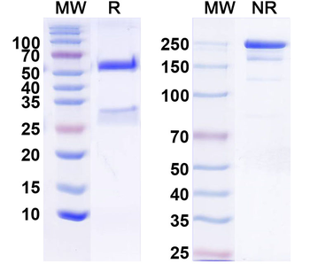 Kv4.2 K+ channel Mouse Monoclonal Antibody