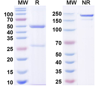 Nav1.3 Na+ channel Mouse Monoclonal Antibody