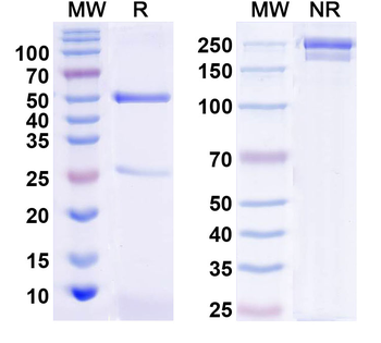 Kv11.3 K+ channel Mouse Monoclonal Antibody