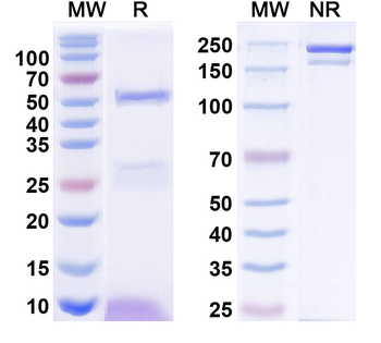 Zinedin Mouse Monoclonal Antibody