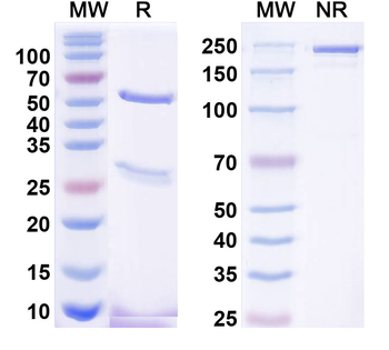 Zinedin Mouse Monoclonal Antibody