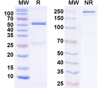Smurf2 Mouse Monoclonal Antibody