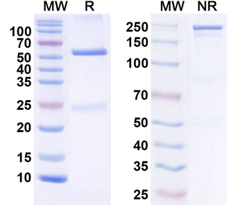 Smurf2 Mouse Monoclonal Antibody