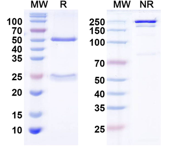 Bral1 Mouse Monoclonal Antibody