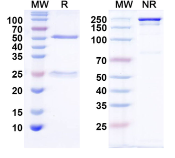 TRPML1 Mouse Monoclonal Antibody