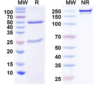 TRPML1 Mouse Monoclonal Antibody