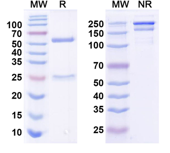 WNK3 Mouse Monoclonal Antibody