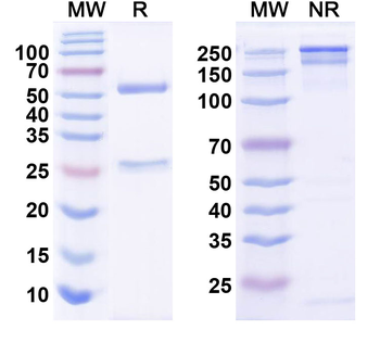 Shank1 and Shank3 Mouse Monoclonal Antibody