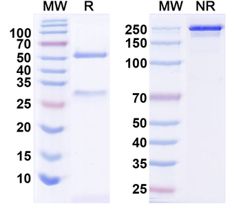 SALM4 Mouse Monoclonal Antibody