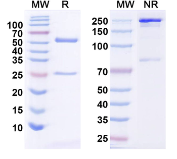 REEP2 Mouse Monoclonal Antibody