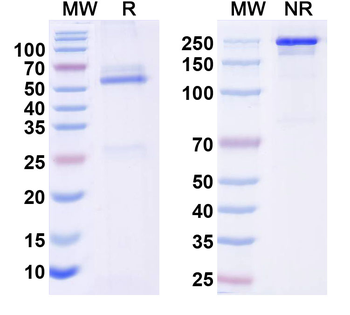 REEP2 Mouse Monoclonal Antibody