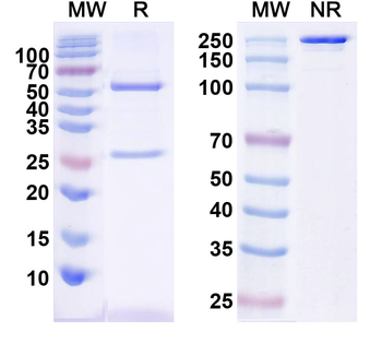 GAD67 Mouse Monoclonal Antibody