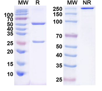 Nav1.2 Na+ channel Mouse Monoclonal Antibody
