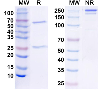 Kv3.2 K+ channel Mouse Monoclonal Antibody